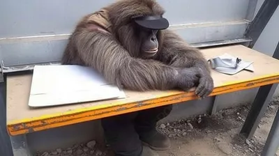 Обаятельная обезьянка: Фото HD для вашего рабочего стола