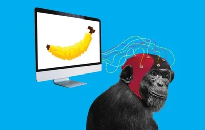 Фотография обезьяны: Фоны для iOS и Android