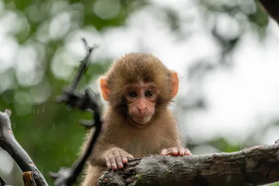 Фотографии обезьян: Картинки на андроид