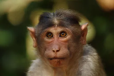 Великолепные обезьяны: выбирай изображения в Full HD