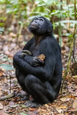Скрытая жизнь обезьян: Увлекательные кадры