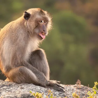 Full HD изображение обезьяны: Реалистичные детали в каждом пикселе