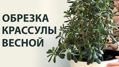 Великолепный рисунок обезьяньего дерева в стиле абстракции