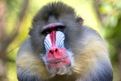 Удивительные обезьяны: Скачай бесплатно фотографии в формате JPG, PNG, WebP
