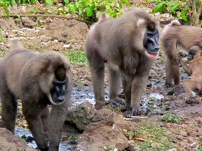 Фотографии обезьян для любого размера: Скачивай бесплатно