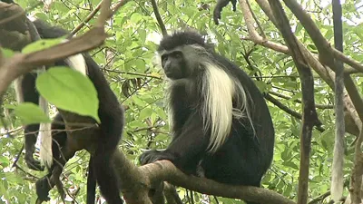 Фотогалерея с обезьянами: Выбирай размер, скачивай бесплатно