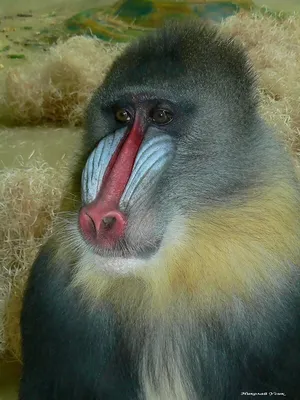 HD фото обезьян: Скачивай бесплатно в любом размере