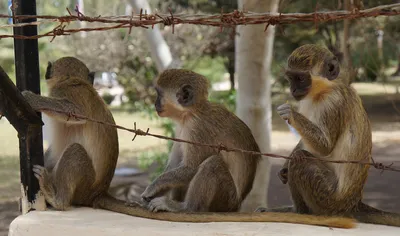 Жизнь в джунглях: обезьяны Африки в объективе