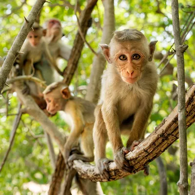 Эксклюзивные снимки обезьян: HD изображения для скачивания