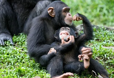 Экзотические обитатели: взгляд на обезьян в их природной среде