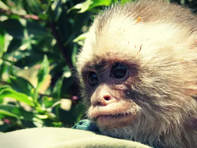 Загадочные обитатели лесов: обезьяны Африки в кадре