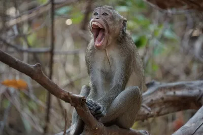 Исследование дикой природы: обезьяны в их естественной среде обитания