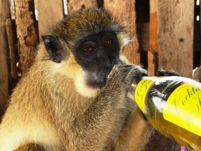 В поисках еды: обезьяны в момент охоты на фото