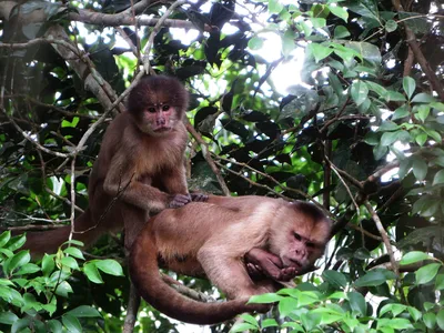 Лесные стражи: обезьяны Африки в роли охранников своей территории