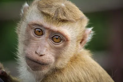 Игры в лианах: обезьяны Африки в развлекательных забавах