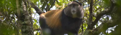 Шалости в лианах: фото забавных моментов обезьян