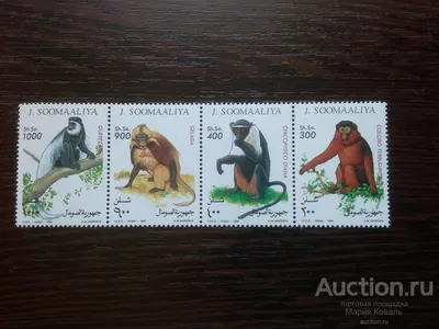 4K Фото африканских обезьян