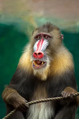 Лучшие моменты: Фотки обезьян в дикой природе