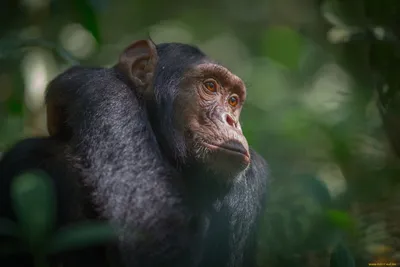 Эксклюзивные снимки обезьян в PNG формате