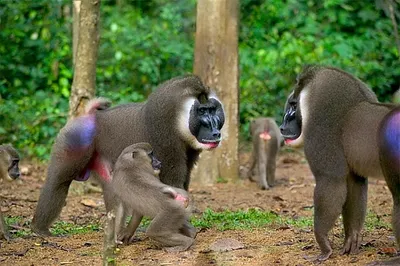 JPG изображения обезьян: Новинки 2024