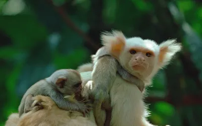 Webp обои с обезьянами на рабочий стол