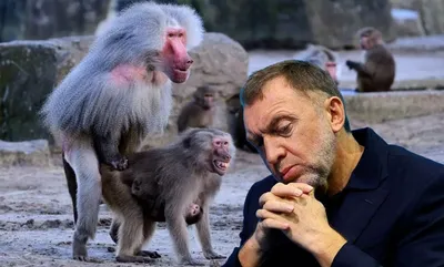 GIF анимации с веселыми обезьянами