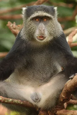 Уникальные рисунки обезьян в формате JPEG