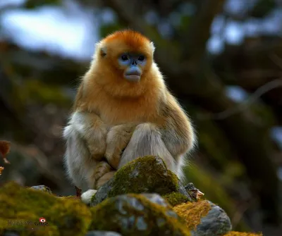 Фотографии обезьян в PNG: Совершенно бесплатно