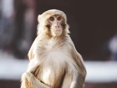 Фотографии обезьян для Android: Виртуозные артисты дикой природы