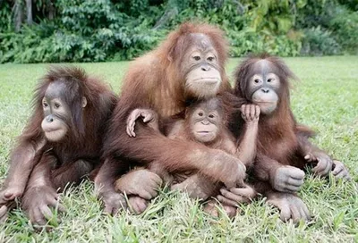 Фото на айфон: Природная красота обезьяньего мира