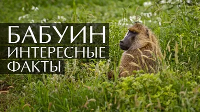 Жизнь в джунглях: Фотографии обезьян-бабуинов