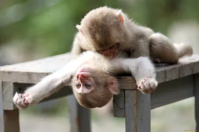 Прикольные картинки обезьян: Забавные моменты в фотографиях.