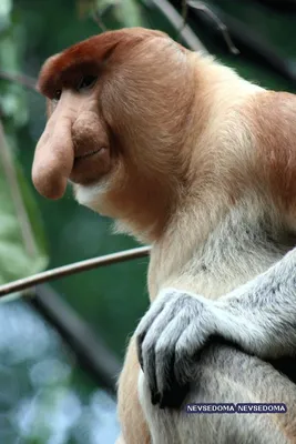 Фотогеничные проказники: обезьяны в объективе камеры