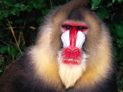 Куриозные обезьяны: необычные моменты на фотографиях