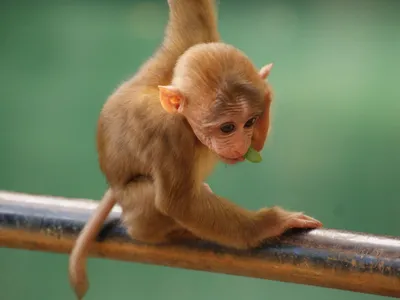 Забавные обезьянки: Смешные фото для рабочего стола