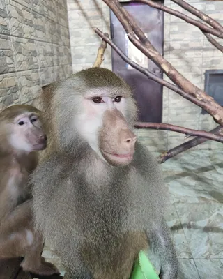Фотосессия с обезьянами в 4K: Большие яйца на каждом снимке