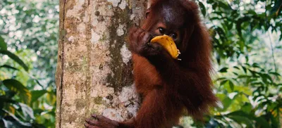 В мире природы: Удивительные обезьяны и их особенности в картинках