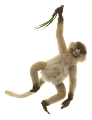 Эволюционные чудеса: Удивительные фото обезьян и их яиц