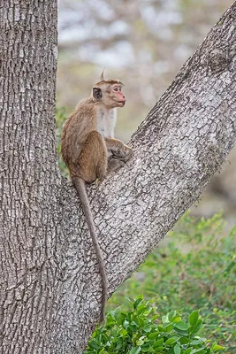 Загадочные создания: Фотографии обезьян с необычными яйцами
