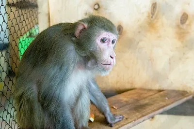 Природный портрет: Уникальные обезьяны и их особенности в фотографиях