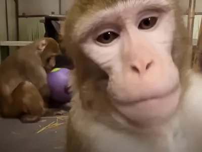 Эволюционные хроники: Фотообзор обезьян с необычными яйцами
