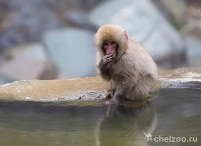 Природные чудеса: Фотографии обезьян и их уникальных яиц