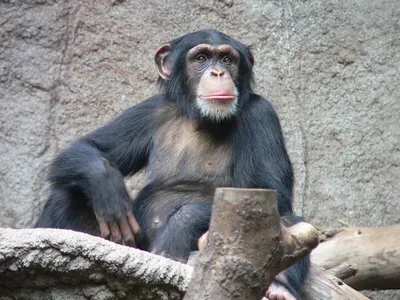 Удивительные обезьяны с большими яйцами: Полезная информация и картинки в Full HD