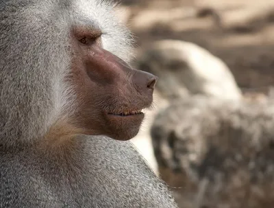 4K изображения обезьян: скачать бесплатно в 2024 году