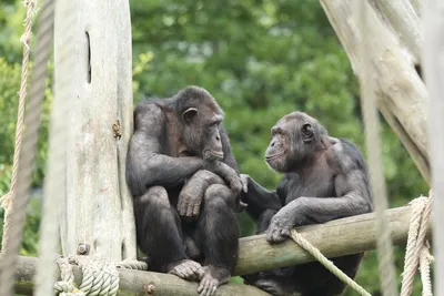 Обои на телефон с обезьянами: красочные и качественные