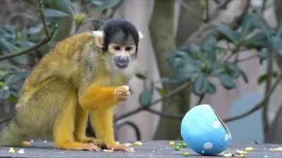 Скачать бесплатно: Обои с обезьянами и яйцами