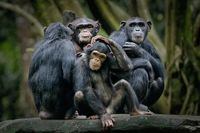 Секреты дружелюбных обезьян: взгляд в их мир через фото