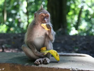 Природа в шутках: обезьяны и их игривые яйца на фотографиях
