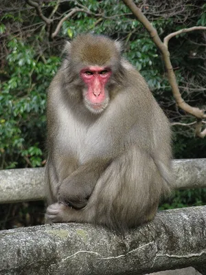 Фото обезьян с яйцами: Лучшие изображения в формате 4K