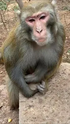 Фотографии обезьян в Full HD качестве